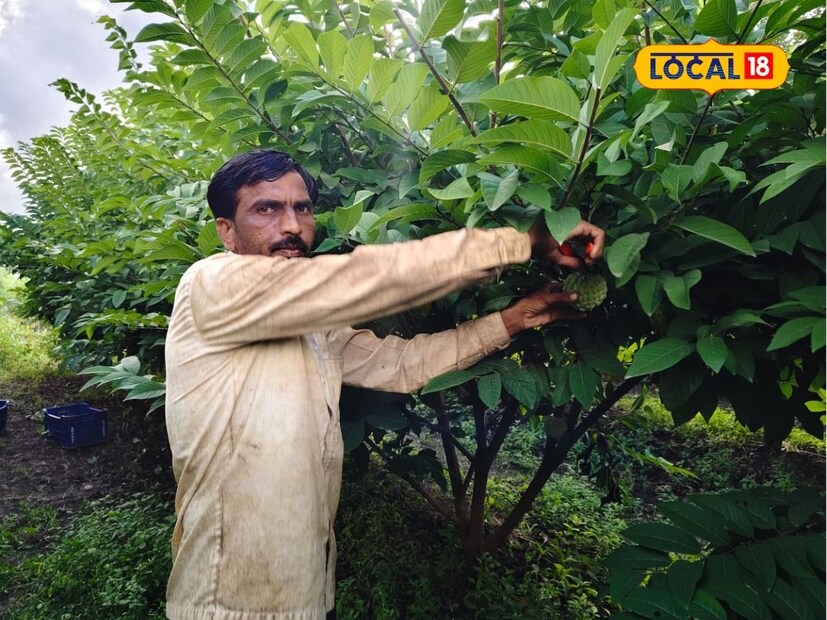 सीताफळामध्ये नफा भरपूर आहे फक्त योग्य भाव मिळाला पाहिजे, भाव स्थिर नसल्यामुळे उत्पन्न कमी - जास्त होते. सीताफळ जास्त पिकल्यास ते खराब होण्यास सुरुवात होते सध्या पावसाचे वातावरण निर्माण झाल्यामुळे सीताफळाची काढणी वेगाने सुरू आहे. 