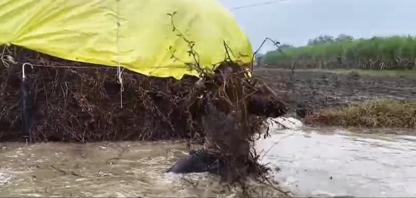 सुरेश चव्हाण यांच्या या वेदनादायक आक्रोशाने शेतीत सुरू असलेल्या संकटाचे भीषण चित्र उभे केले. आक्रोश करताना ते म्हणाले, 