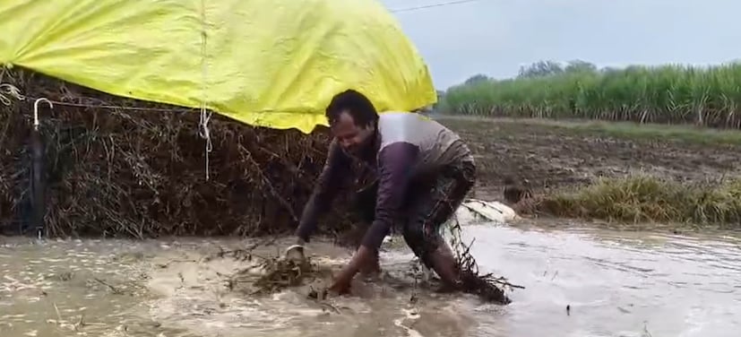 सुरेश चव्हाण यांनी पाच एकर जमिनीवरील सोयाबीन पीक कापून शेतात ढीग रचून ठेवले होते. मात्र, जोरदार पावसामुळे हे सगळे ढीग पाण्यात बुडाले आहेत. हाता-तोंडाशी आलेले पीक पाण्यात गेल्याचे पाहून सुरेश चव्हाण यांचा धीर सुटला. साचलेल्या पाण्यात लोळण घेत त्यांनी हताशपणे आक्रोश केला आणि मोठा टाहो फोडला.