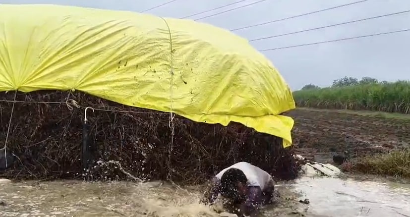 शशिकांत पाटील, प्रतिनिधी लातूर:  अवकाळी पावसाचा लहरीपणा महाराष्ट्रातील शेतकऱ्यांचा पिच्छा सोडायला तयार नाही. दिवाळी उलटून गेल्यानंतरही लातूर जिल्ह्याला पावसाने पुन्हा एकदा अक्षरशः झोडपून काढले आहे. अनेक दिवसांच्या मेहनतीने काढणी केलेले सोयाबीनचे ढीग शेतात जमा असताना, अचानक आलेल्या या पावसाने शेकडो शेतकऱ्यांचे स्वप्न क्षणात उद्ध्वस्त केले.  शशिकांत पाटील, प्रतिनिधी लातूर:  अवकाळी पावसाचा लहरीपणा महाराष्ट्रातील शेतकऱ्यांचा पिच्छा सोडायला तयार नाही. दिवाळी उलटून गेल्यानंतरही लातूर जिल्ह्याला पावसाने पुन्हा एकदा अक्षरशः झोडपून काढले आहे. अनेक दिवसांच्या मेहनतीने काढणी केलेले सोयाबीनचे ढीग शेतात जमा असताना, अचानक आलेल्या या पावसाने शेकडो शेतकऱ्यांचे स्वप्न क्षणात उद्ध्वस्त केले.