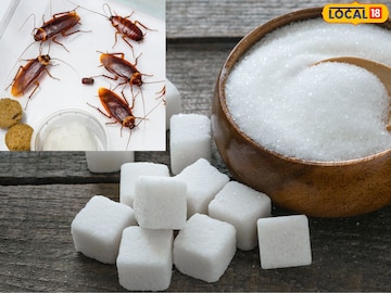 झुरळांपासून मुक्ती मिळविण्यासाठी टिप्स..