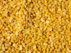 Lentils Water : चेहऱ्यावर येईल चमक, या घरगुती उपायानं चेहरा दिसेल टवटवीत