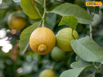 गलगल लिंबाचे फायदे
