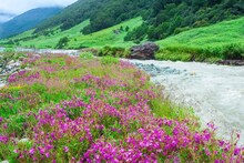 Flower Festivals : भारतातील 4 सर्वात सुंदर आणि मोठे फ्लॉवर फेस्टिव्हल्स! एकदा तरी अनुभव नक्की घ्यावा