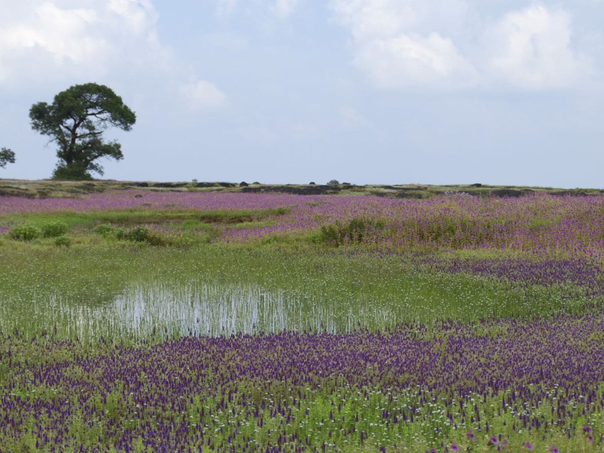 Kaas Pathar Tour : वीकेंडला पाहा कास पठारावरील फुलांचा अद्भुत बहर! पाहा कसं जावं आणि काय पाहावं..