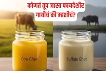 Low Fat Ghee : कोणतं तूप जास्त फायदेशीर, गायीचं की म्हशीचं? कशात असते कमी कोलेस्टेरॉल?
