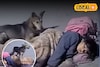दोस्त असावा तर असा! मध्यरात्री मुलीकडे तो आला, पण कुत्र्याने शिकवला धडा