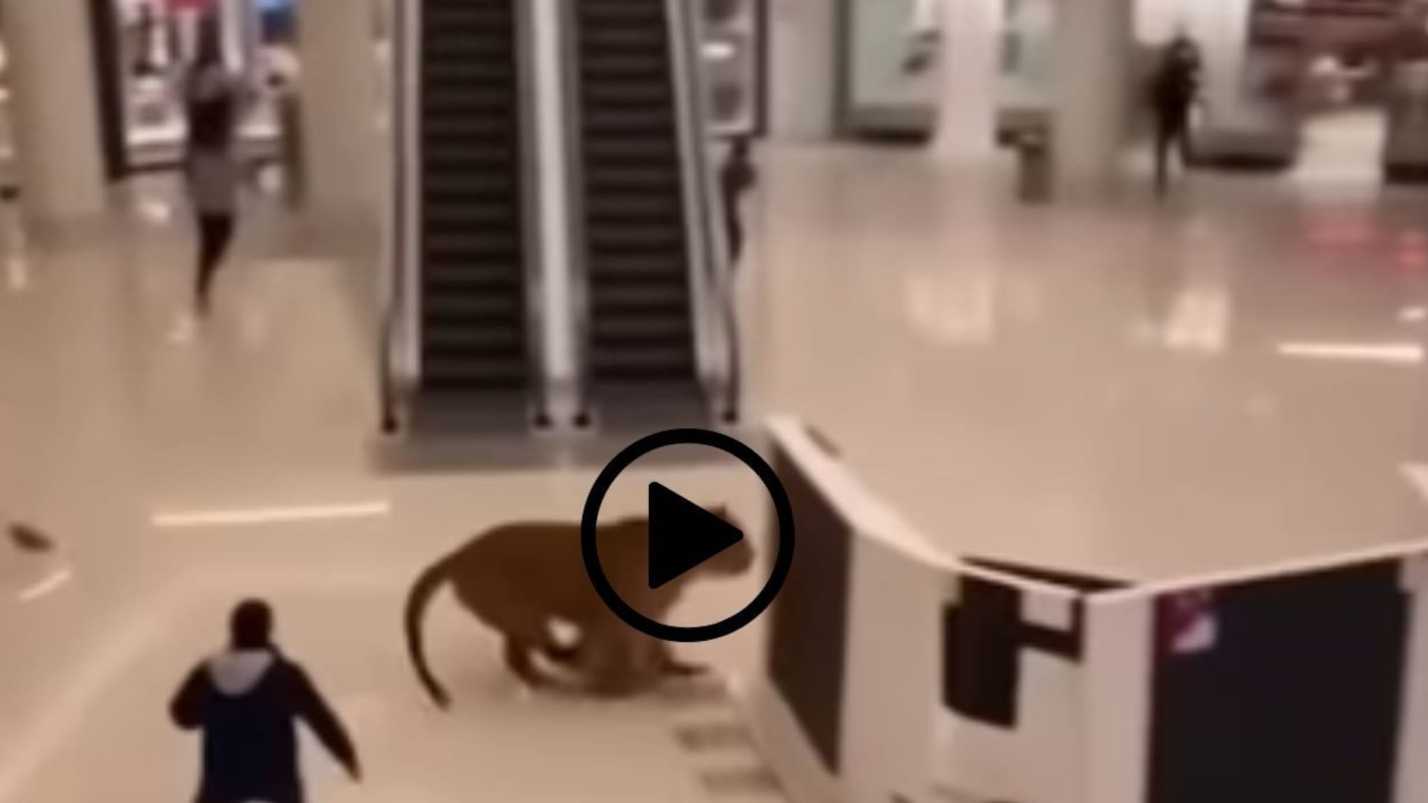 Tiger : मुंबईतील नामांकित मॉलमध्ये वाघाचा धुमाकूळ, Viral Video मागचं सत्य ऐकाल तर तुम्हाला विश्वास बसणार नाही