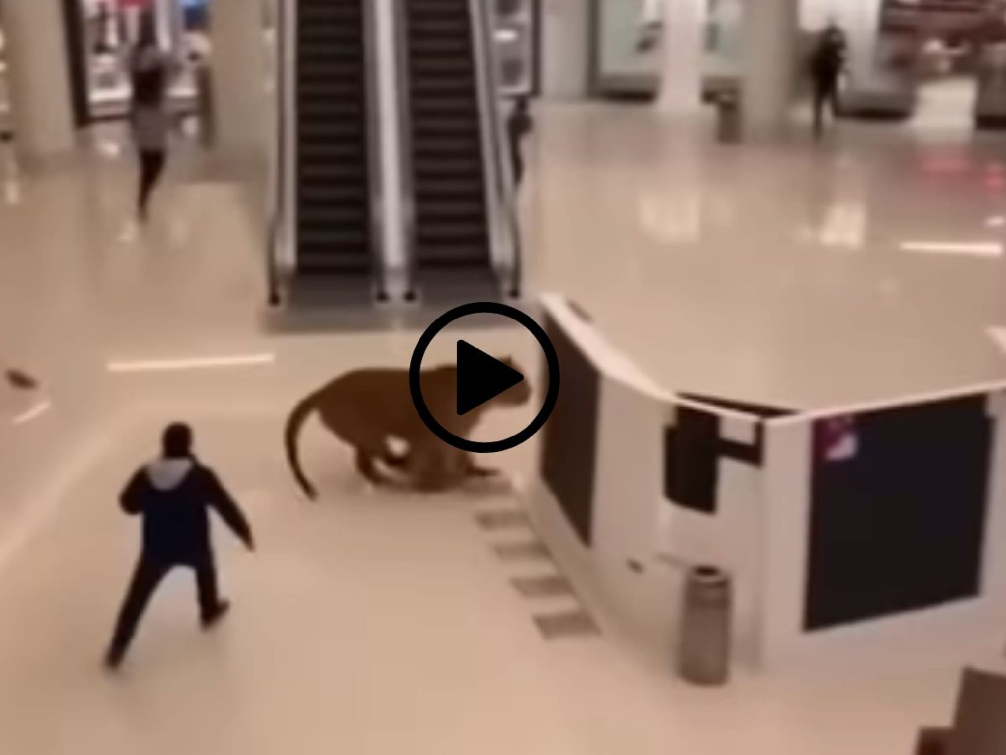 Tiger : मुंबईतील नामांकित मॉलमध्ये वाघाचा धुमाकूळ, Viral Video मागचं सत्य ऐकाल तर तुम्हाला विश्वास बसणार नाही