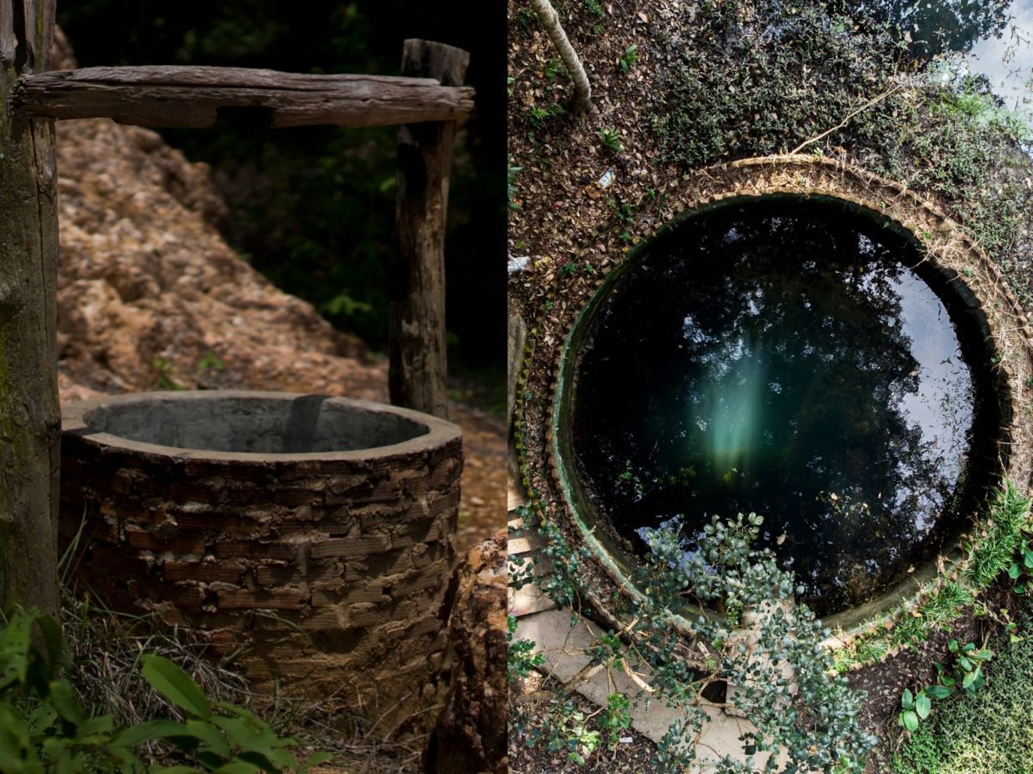 सापांनी भरलेल्या विहिरीतील ते 54 तास! महिलेने असा वाचवला स्वतःचा जीव, सगळे शॉक