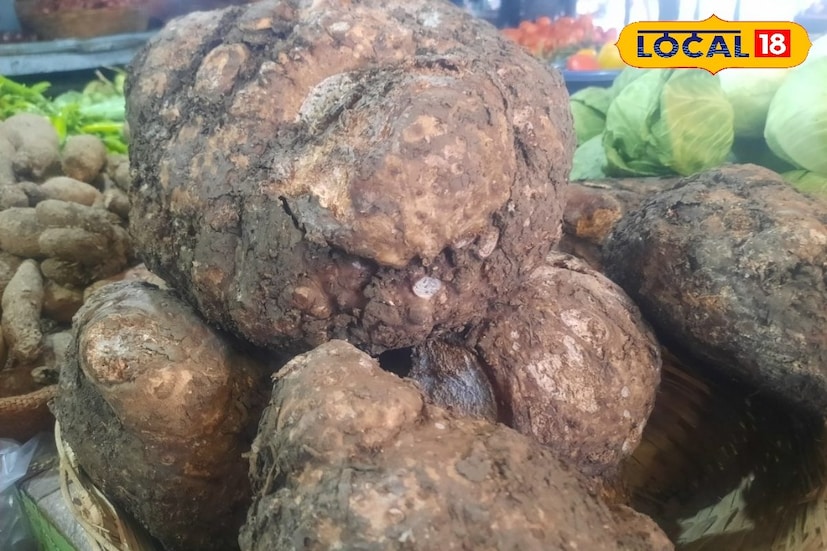 कच्चे सुरण खाऊ नये. त्यामुळे घसा खवखवल्यासारखा होऊ शकतो. तसेच जिभही जड होते. मूळव्याध आणि पित्ताचा त्रास असणाऱ्यांनी कमी प्रमाणात सेवन करावे. किंवा सेवन करण्याआधी डॉक्टरांचा सल्ला घ्यावा. सुरणाचे काप करताना हाताला तेल लावूनच काप करावे. शिजवताना हळद, चिंच किंवा लिंबू घातल्यास खाज येत नाही. हिवाळ्यात शरीराला ऊब देणारा, प्रतिकारशक्ती वाढवणारा आणि सर्वांगीण आरोग्याला पोषक असा सुरण कंद हिवाळ्यात 2 ते 3 वेळा आहारात घेऊ शकता. त्याचे अति सेवनही शरीरासाठी हानिकारक ठरू शकते.