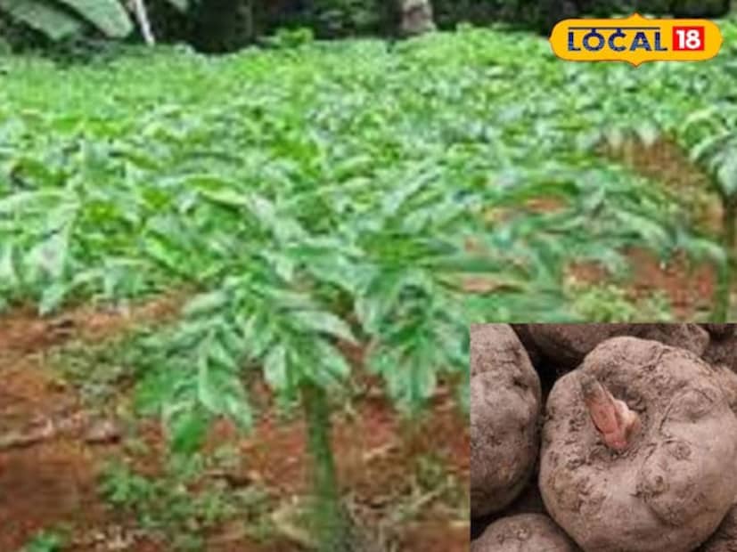 सुरणाची रस्सा भाजी पचनासाठी योग्य आहे. त्यामुळे तुम्ही त्याची भाजी बनवून सुद्धा सेवन करू शकता. तसेच अनेकजण तुपात भाजलेला सुरण खातात. त्यामुळे शरीराला ऊब मिळते.