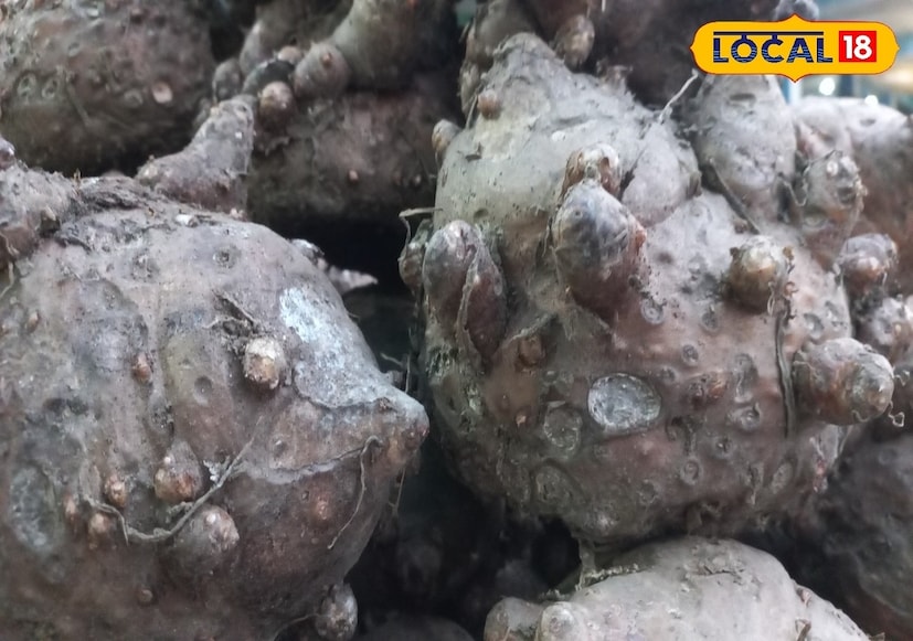 सुरणामुळे पचन सुधारते, गॅस आणि अपचनावरही फायदा होतो. सुरणातील फायबर पचनक्रिया सुरळीत ठेवते. बद्धकोष्ठता, गॅस, आम्लपित्त अशा समस्यांवर सुरण उपयुक्त असल्याचे आहारतज्ज्ञ सांगतात.