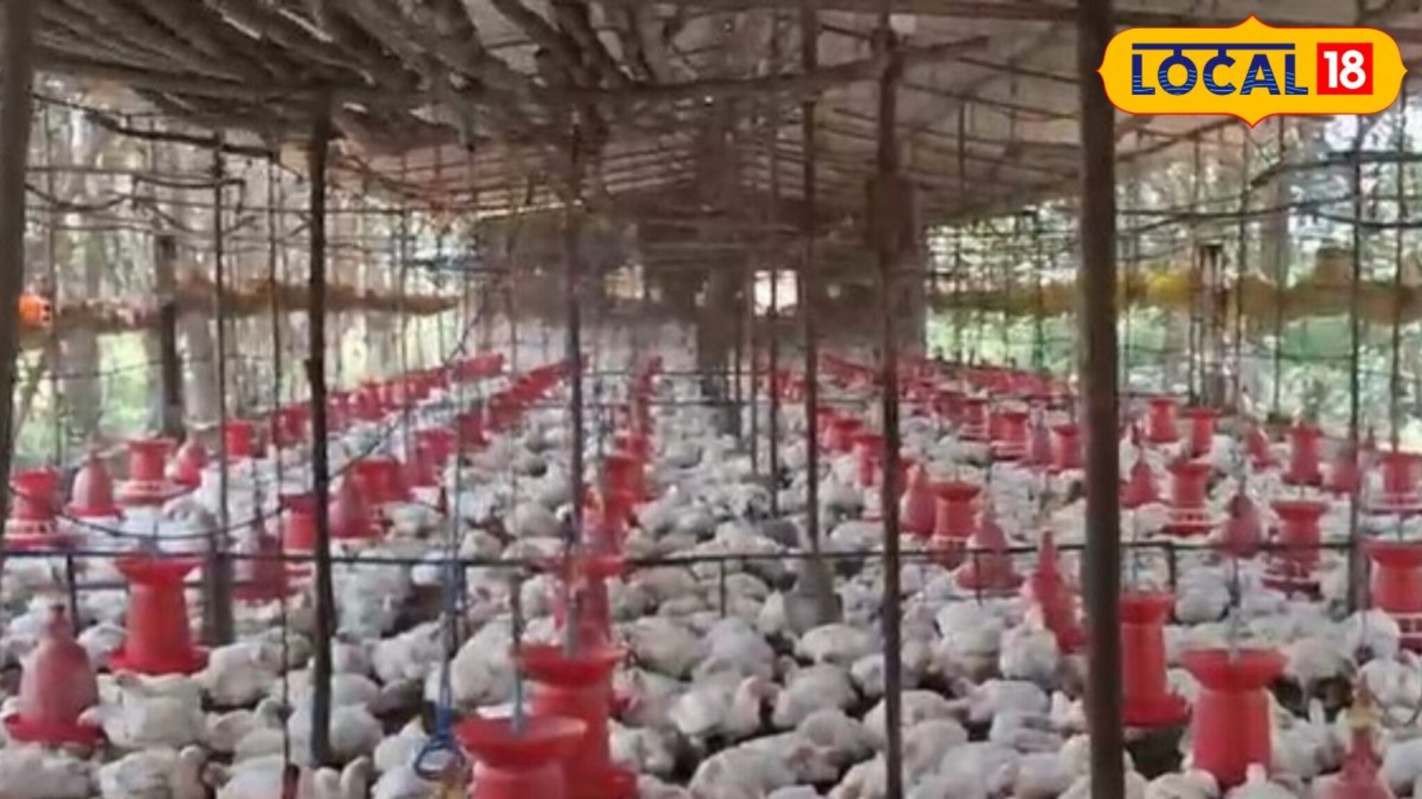 शेतीतला 'पूरक' व्यवसाय ठरला वरदान! कुकुटपालनातून लाखोंची कमाई!