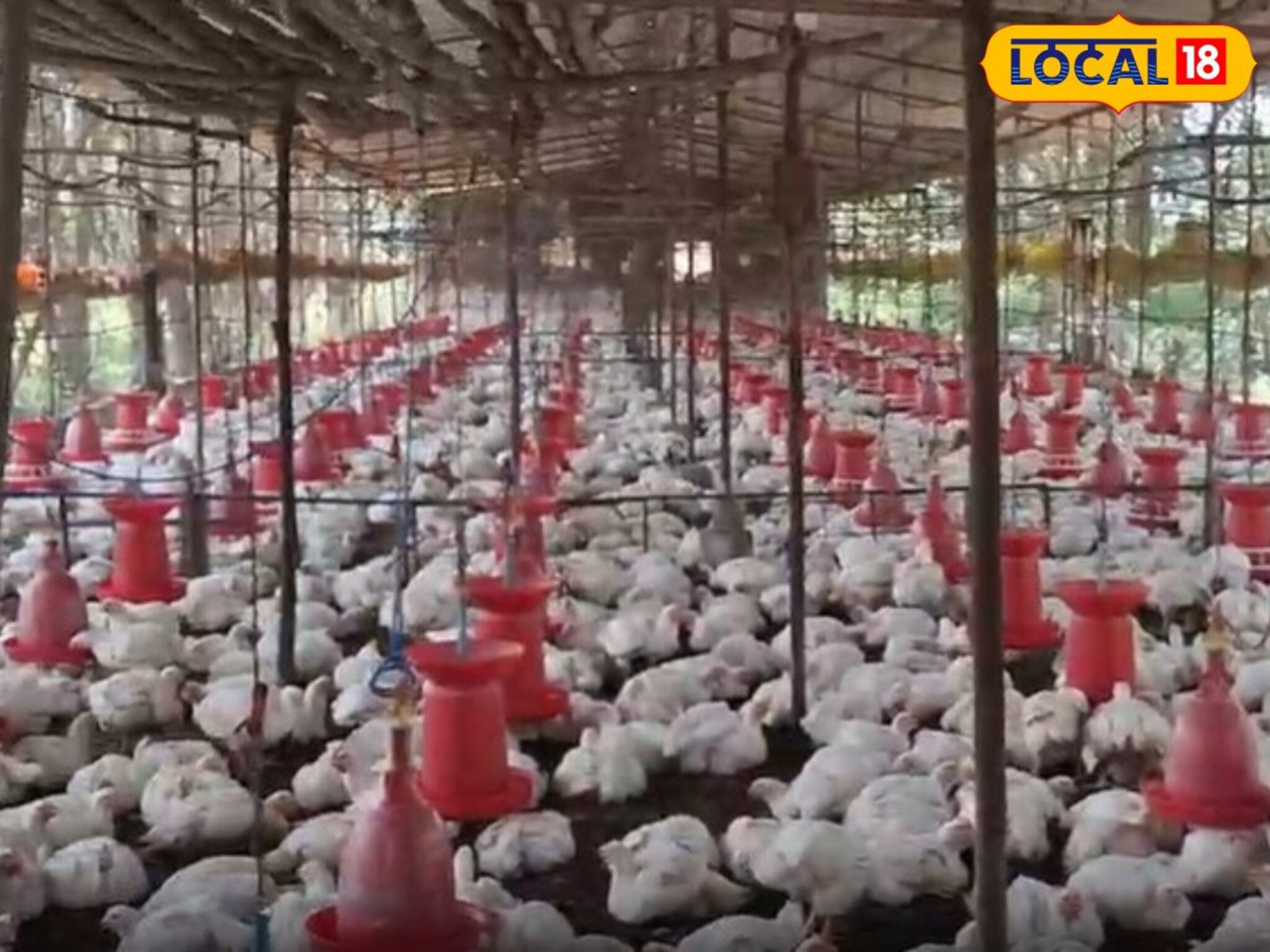 शेतीतला 'पूरक' व्यवसाय ठरला वरदान! कुकुटपालनातून लाखोंची कमाई!