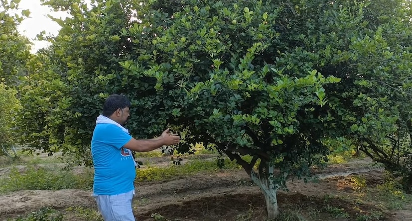 २००७ मध्ये त्यांनी पूर्णपणे शेतीकडे लक्ष केंद्रित केले. त्यांच्या वडिलांनी दोन एकरमध्ये लिंबूची बाग लावली होती, ज्यातून त्यांना वर्षाला सुमारे ८ ते १० लाख रुपयांचे उत्पन्न मिळत होते, तर यासाठी २ ते २.५ लाख रुपये खर्च येत होता. वडिलांची ही यशस्वी शेती पाहून अभिषेक यांनी यातच करिअर करण्याचा निर्णय घेतला.