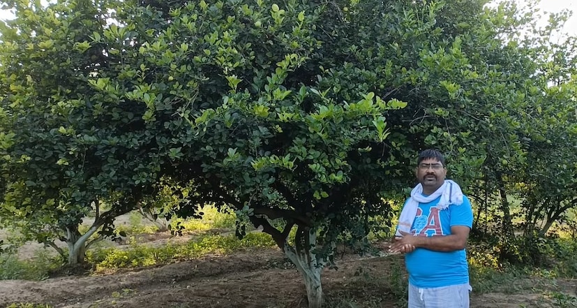 अभिषेक जैन यांनी दिलेल्या माहितीनुसार, देशी कागदी लिंबू या जातीची लागवड करतात. या जातीच्या लिंबाचा आकार मोठा असतो, त्याची साल पातळ असते आणि त्यातून रसही अधिक मिळतो. त्यांनी अजमेरजवळच्या एका नर्सरीतून या जातीची रोपे मागवली आणि १८x१८ फूट अंतरावर त्यांची लागवड केली. अशाप्रकारे, प्रति एकरमध्ये १४४ रोपे लावली. रोपांची लागवड करताना त्यांनी रासायनिक खतांऐवजी शेणखत आणि इतर सेंद्रिय खतांचे मिश्रण मातीमध्ये टाकले.