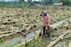 मराठवाड्यातील १६ लाख शेतकऱ्यांचे अनुदान अडकलं, हे काम केलं तरच मिळणार पैसे