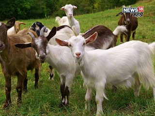 agriculture news  agriculture news
