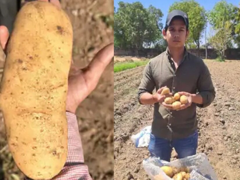 २०२३ मध्ये, त्याने केवळ ३ बिघा जमिनीवर ८० हजार किलोपेक्षा जास्त बटाट्याचे उत्पादन घेतले. प्रियांकने कृषी शास्त्रज्ञांच्या सल्ल्यानुसार मातीची गुणवत्ता सुधारली, तसेच शेतात ड्रिप सिस्टीम आणि बोअरवेलची व्यवस्था केली. या तांत्रिक बदलांमुळे उत्पादन आणि पिकाची गुणवत्ता या दोन्हीत अभूतपूर्व सुधारणा झाली.