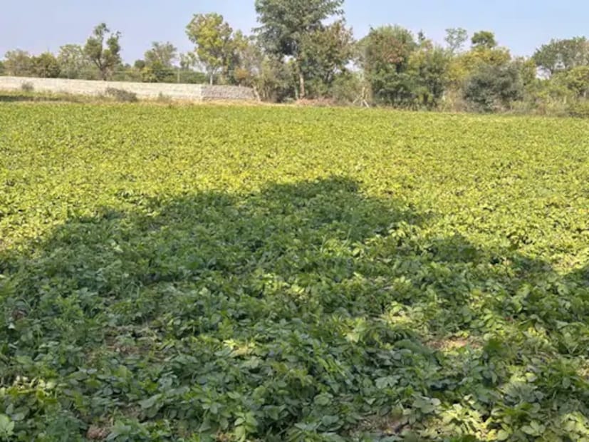 प्रियांकच्या बटाट्याची गुणवत्ता इतकी उत्कृष्ट निघाली की, अमेरिकेतील एका कंपनीने थेट त्याच्या शेतातून बटाटे खरेदी करण्यास सुरुवात केली. आता प्रियांकच्या शेतात पिकलेले बटाटे विदेशी ब्रँड्सच्या चिप्समध्ये वापरले जात आहेत.