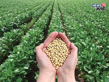 soybean market 