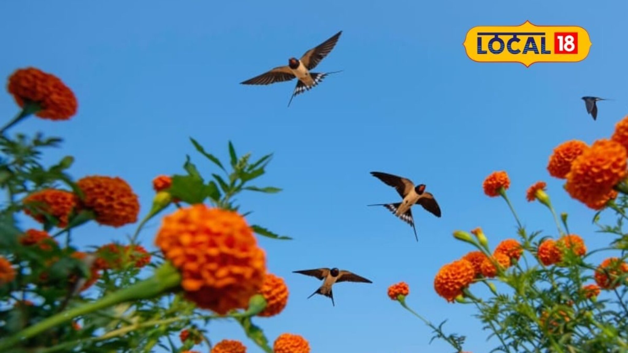 हिवरे बाजारमधील फोटो ठरला भारी, बैजू यांना वर्ल्ड बर्ड फोटोग्राफर ऑफ द इयर