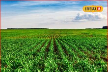 Rabi Season Crops : हिवाळ्यात घ्या ही पिके, कमी कालावधीमध्ये मिळेल नफाच नफा, संपूर्ण माहितीचा Video