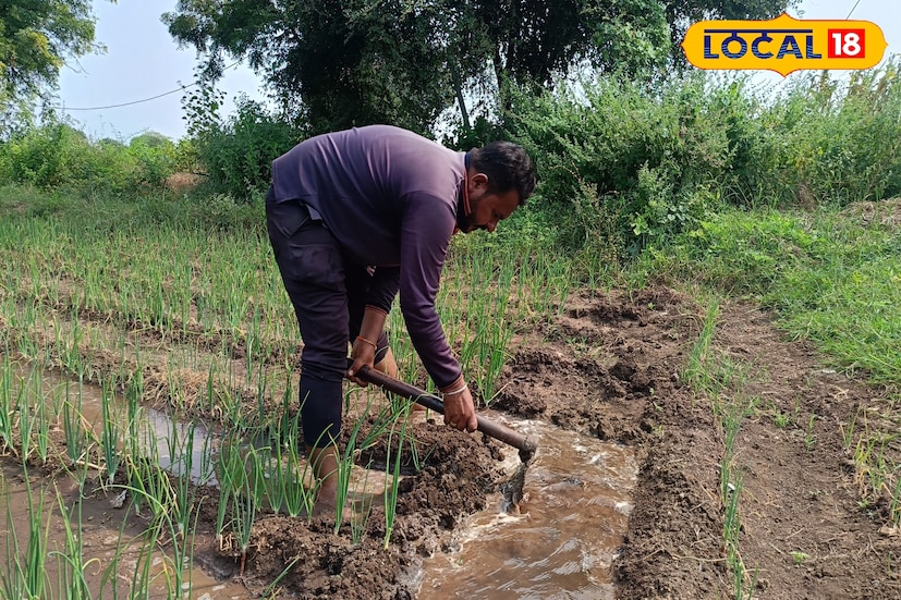 बीड जिल्ह्यातील नित्रुड या गावातील संतोष चव्हाण या तरुण शेतकऱ्याची कथा आज अनेकांसाठी प्रेरणादायी ठरली आहे. दोन वर्षे डिलिव्हरी बॉय म्हणून काम करत असताना त्यांना कंबरेचा आजार झाला आणि त्यामुळे नोकरी गमवावी लागली. अचानक हातातून रोजगार निसटल्याने कुटुंबासमोर प्रश्नांचा डोंगर उभा राहिला. मात्र, परिस्थितीवर हार न मानता त्यांनी शेतीकडे वळण्याचा निर्णय घेतला.