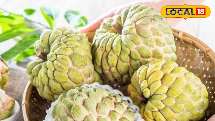 सीताफळामध्ये कार्बोहायड्रेट्स, पोटॅशियम, मॅग्नेशियम, तांबे आणि व्हिटॅमिन ए, सी, बी6 हे मुबलक प्रमाणात असतात. तसेच यात फायबरदेखील असते, जे पचनासाठी चांगले आहे. सीताफळ खाण्याचे कोणकोणते फायदे आहेत? याबाबत माहिती आहारतज्ज्ञ सोनाली अढाऊ यांनी दिली आहे.