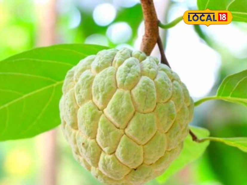 पुढे त्या सांगतात की, तसेच सीताफळ त्वचेसाठी देखील फायदेशीर आहे. सीताफळातील अँटिऑक्सिडंट्स आणि व्हिटॅमिन C त्वचेवरील सुरकुत्या कमी करण्यात मदत करतात. त्वचा उजळ आणि निरोगी राहण्यासाठी याचे सेवन उपयुक्त ठरते. सीताफळ ऊर्जा वाढवते. 