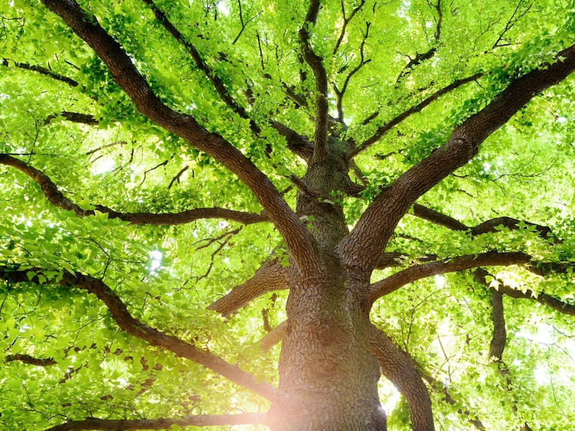 या झाडाच्या सालेमधून (bark) कापूर तयार केला जातो. साल कोरडी होऊ लागली की तिचा रंग थोडा भुरकट-करडा दिसतो. नंतर ही साल झाडापासून वेगळी करून उकळवली जाते आणि त्यातील घटक पदार्थ रिफाइन केले जातात. त्यानंतर त्याचं पावडरमध्ये रूपांतर केलं जातं आणि मग त्याला कापूरच्या आकारात घडवलं जातं.