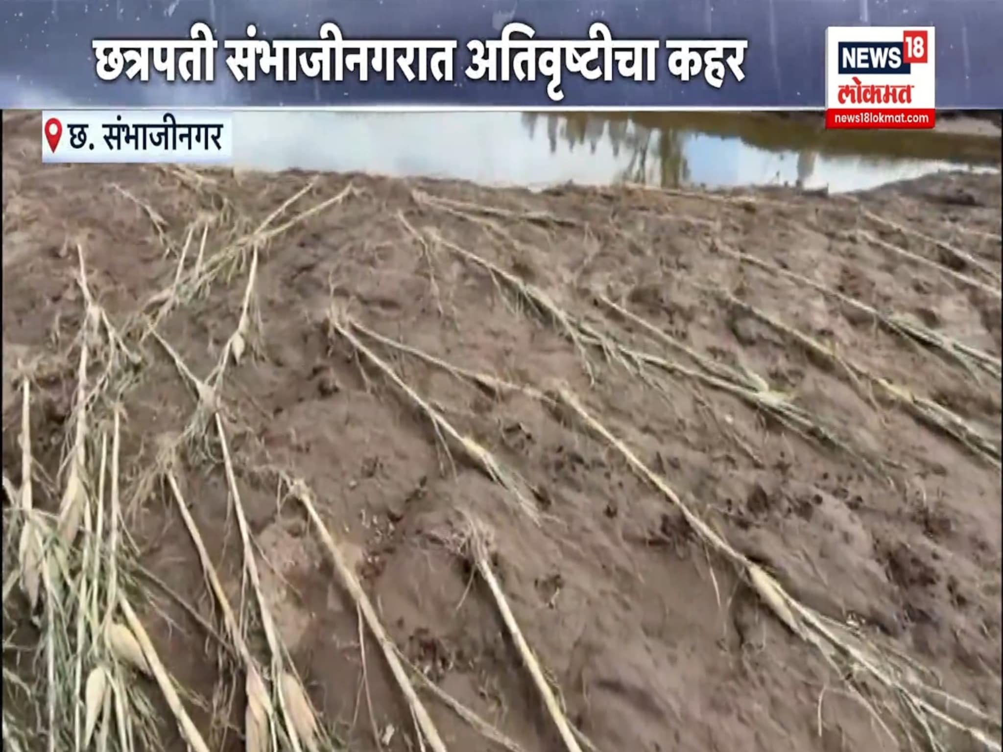 हजारो हेक्टर पीक वाहून गेलं... वैजापूरच्या शेतकऱ्यांचा आक्रोश