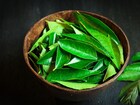 फ्रिजमध्ये ठेवला तरी कडीपत्ता काळा होतो? ही ट्रीक वापरा, लवकर खराबच होणार नाही