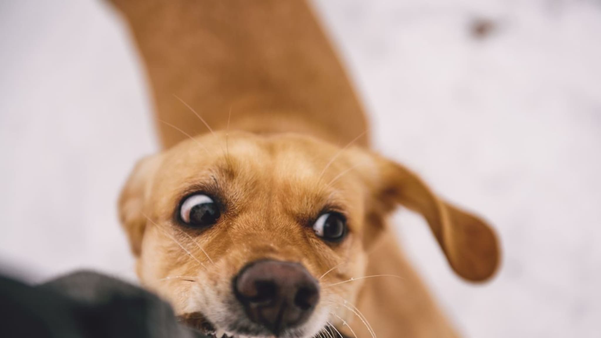 Dog Attack : रस्त्यावर कुत्रा तुमच्या मागे लागला तर? 'या' छोट्या ट्रिक्सने 100% राहाल सेफ