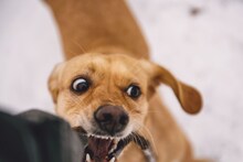Dog Attack : रस्त्यावर कुत्रा तुमच्या मागे लागला तर? 'या' छोटीशा ट्रिक शिका,100% सेफ राहाल