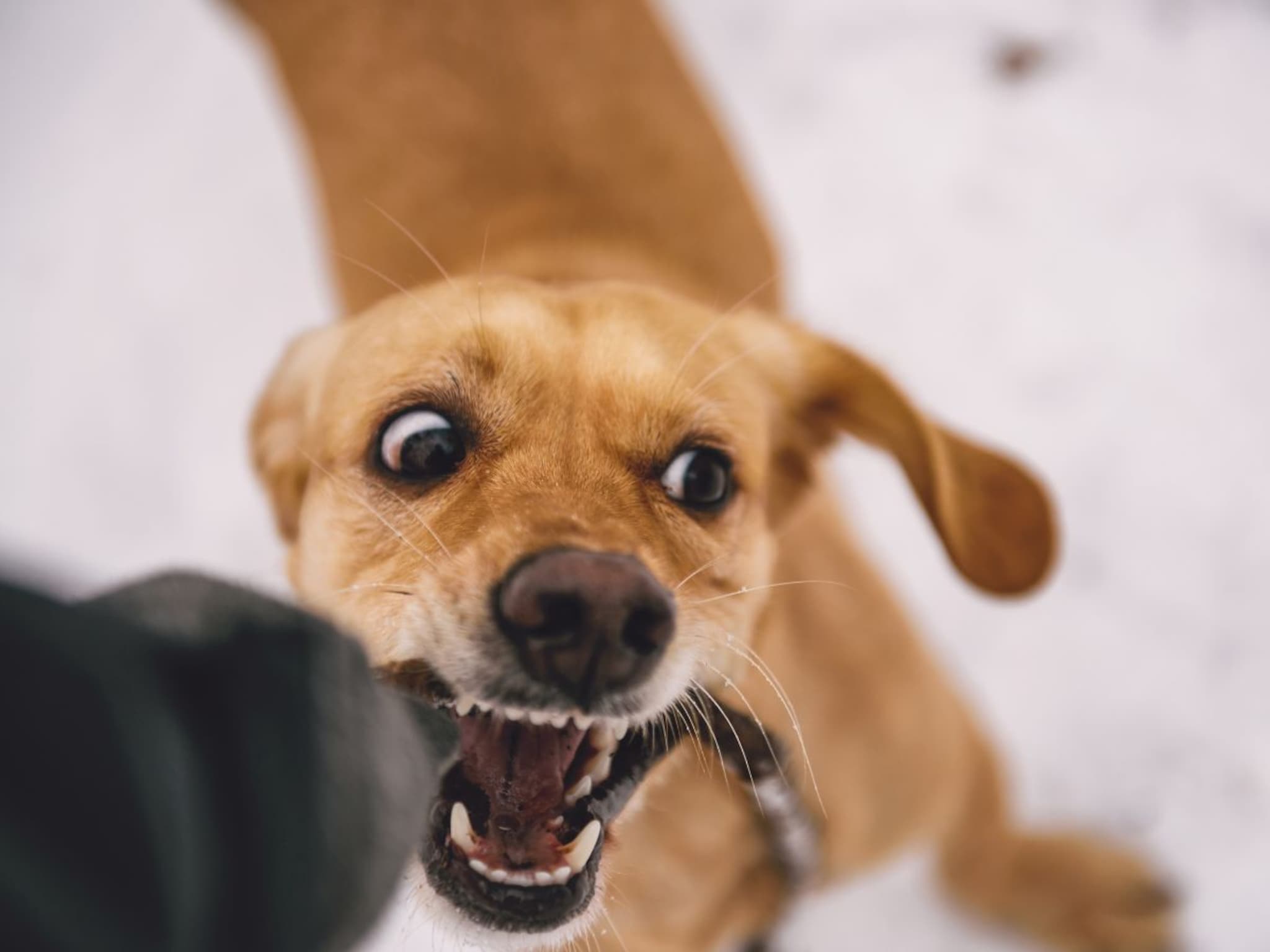 Dog Attack : रस्त्यावर कुत्रा तुमच्या मागे लागला तर? 'या' छोटीशा ट्रिक शिका,100% सेफ राहाल