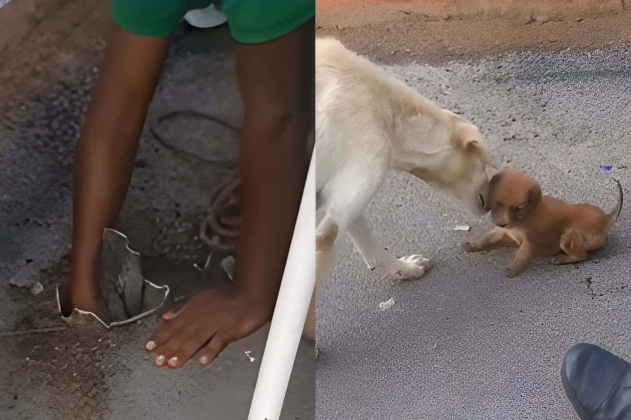 हातही नीट जात नव्हता एवढासा खड्डा, त्यात पडला पप्पी; पोलिसांनी कसं वाचवलं, पाहा