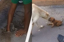 हातही नीट जात नव्हता एवढासा खड्डा, त्यात पडला पप्पी; पोलिसांनी कसं वाचवलं, VIDEO पाहाच