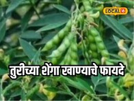 थकवा जाणवतोय? तुरीच्या शेंगा करतील कमाल, पाहा आश्चर्यकारक फायदे