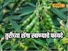 थकवा जाणवतोय? तुरीच्या शेंगा करतील कमाल, पाहा आश्चर्यकारक फायदे