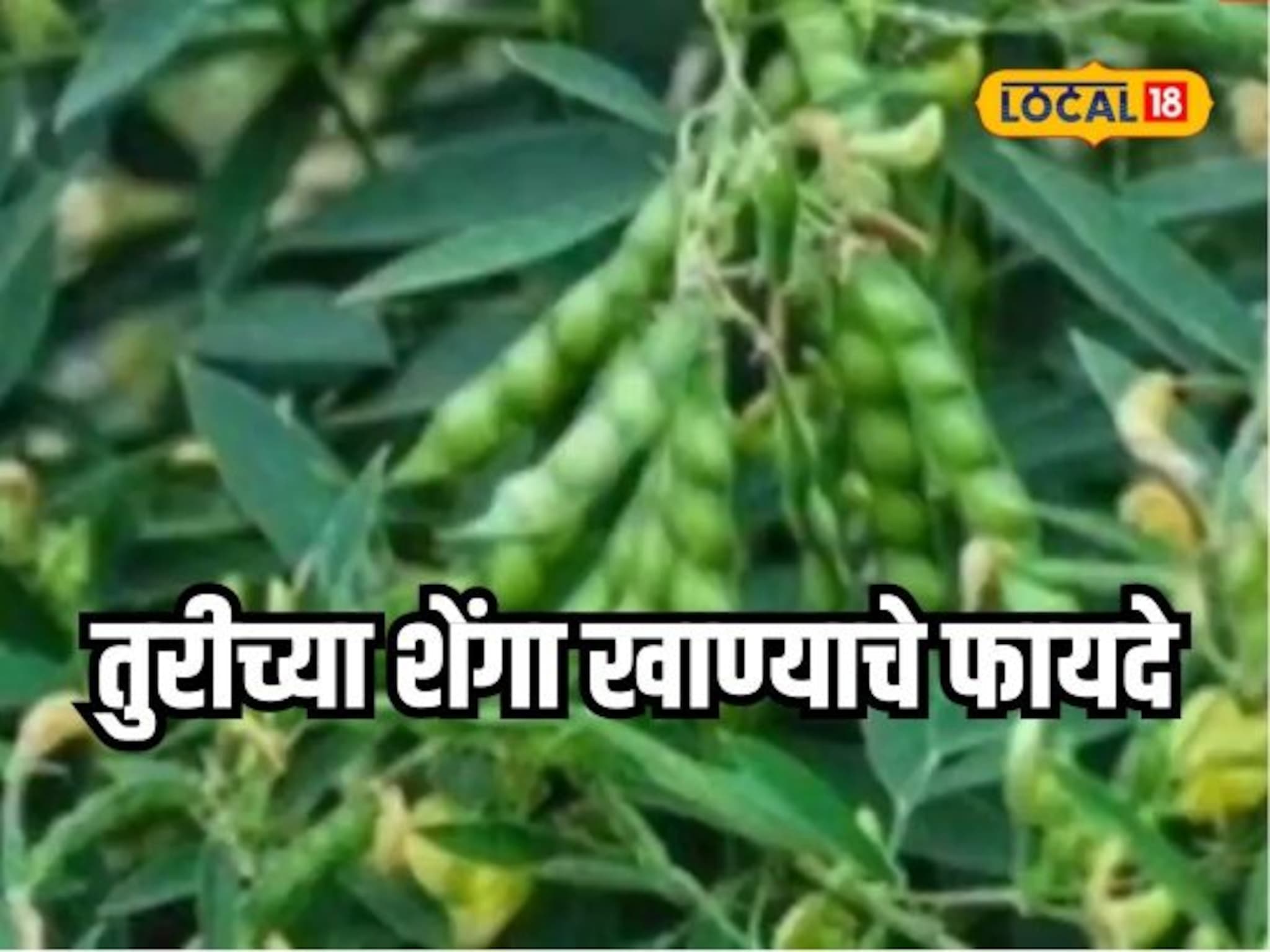 थकवा जाणवतोय? तुरीच्या शेंगा करतील कमाल, पाहा आश्चर्यकारक फायदे