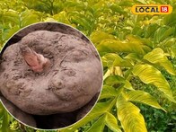 Health Tips : हिवाळ्यात वाढेल रोगप्रतिकारशक्ती, आहारात समावेश करा सुरण कंद, आणखी हे फायदे पाहाच