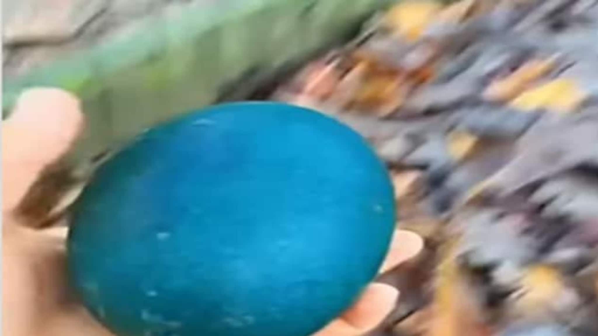 रस्त्याच्या कडेला सापडलं निळं अंड, कपलने घरी आणलं, फुटल्यानंतर किंचाळली महिला!