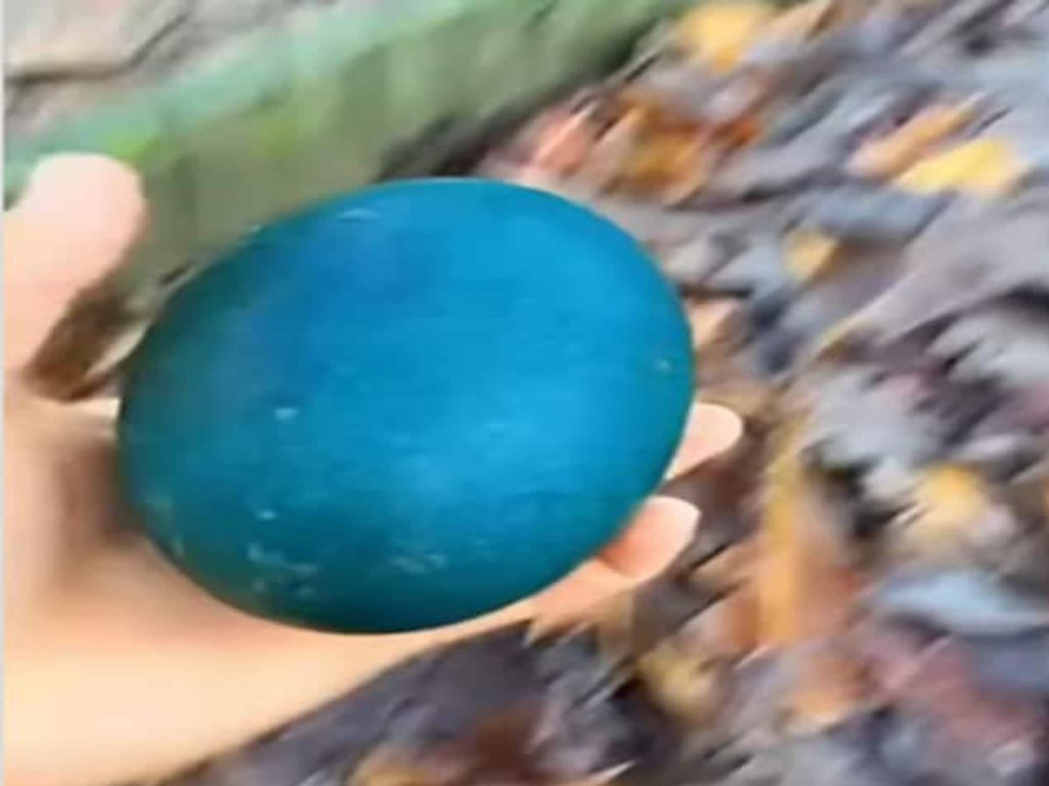 रस्त्याच्या कडेला सापडलं निळं अंड, कपलने घरी आणलं, फुटल्यानंतर किंचाळली महिला!