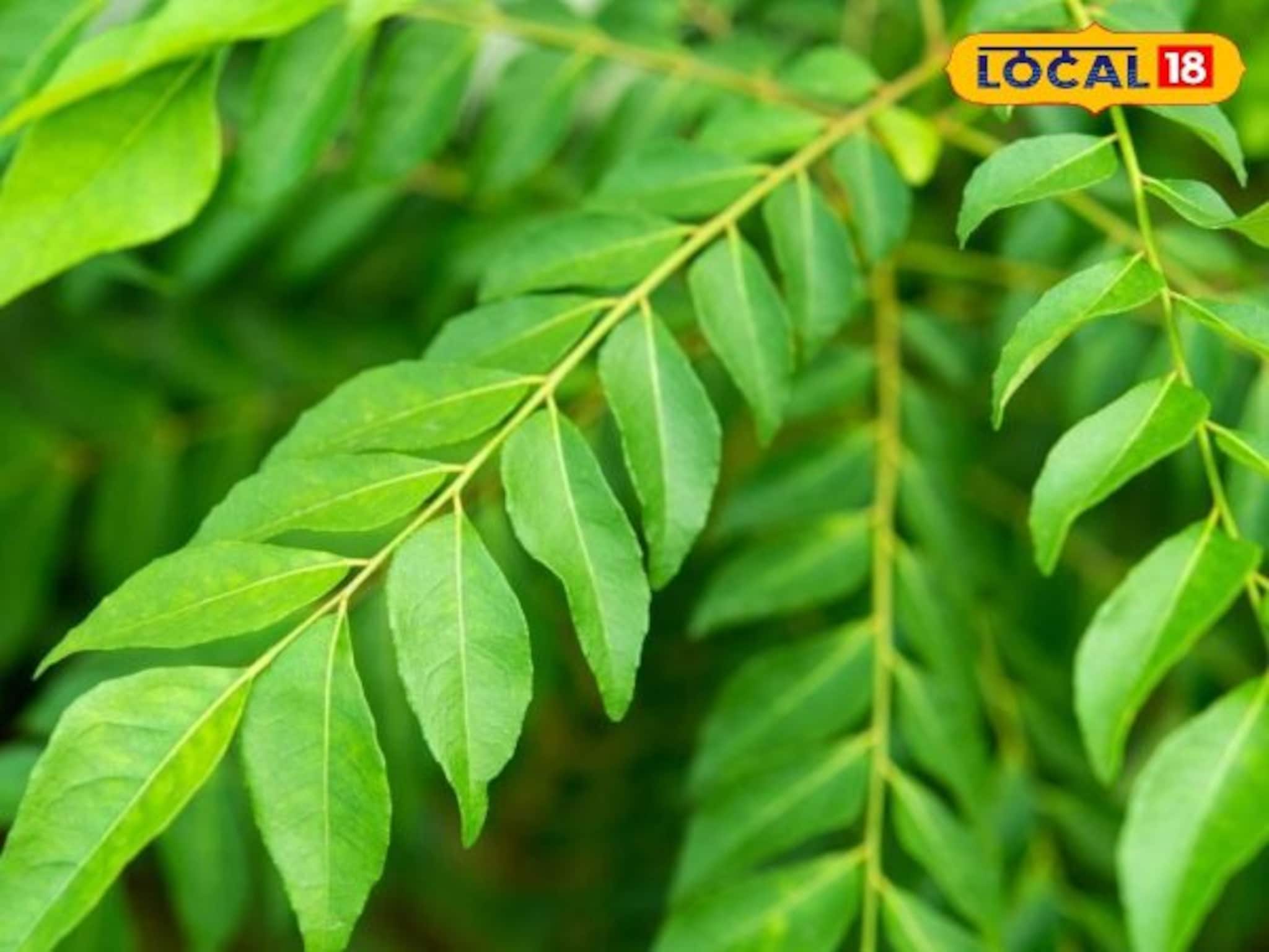 फक्त स्वयंपाकातच नाही तर आरोग्यासाठीही कढीपत्ता लाभदायक, झटक्यात आजार होतील दूर