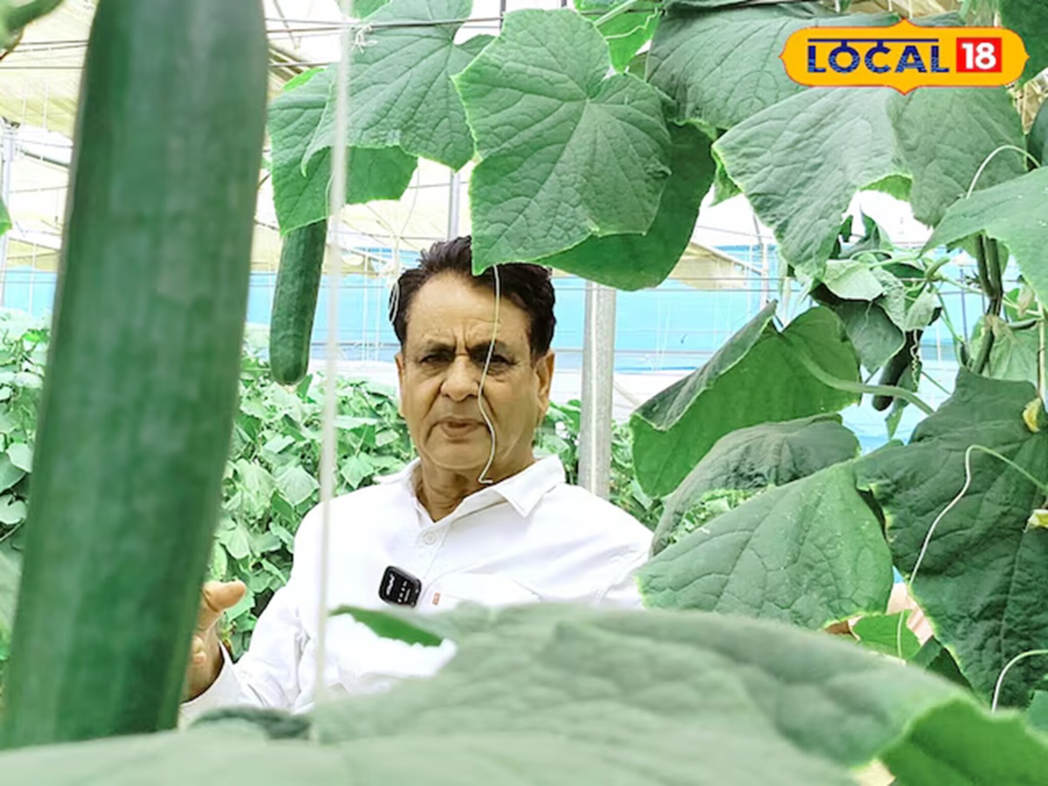 Success Story: पॉलीहाऊस शेतीनं बदललं नशीब!  2000000 रुपयांचा नफा कसा काढतोय हा शेतकरी