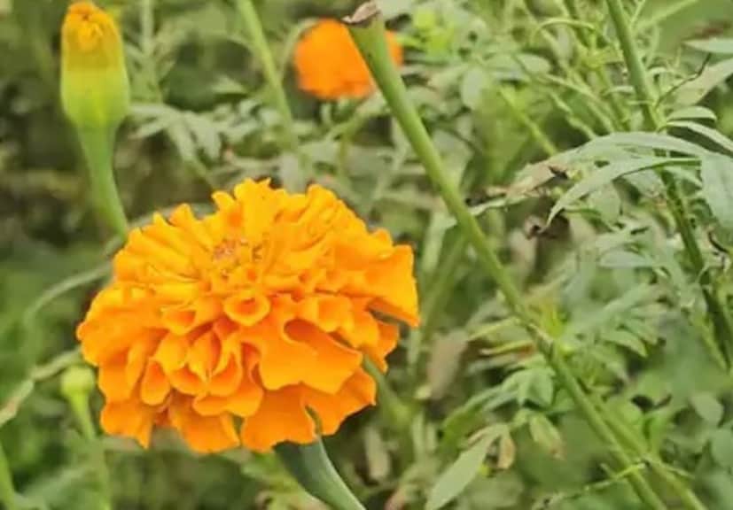 त्याने महाराष्ट्रातील पुणे येथून 'ड्रीम यलो' नावाच्या वाणाची १० हजार रोपे मागवली. याशिवाय रतलाममधूनही खास वाणाची रोपे आणली. यानंतर त्यांनी मागे वळून पाहिले नाही. त्यांनी आधुनिक मल्चिंग पद्धत वापरून शेती सुरू केली आणि सिंचनासाठी ठिबक सिंचनाचा वापर केला. २०२० पासून ते सातत्याने फुलांची शेती करत आहेत.