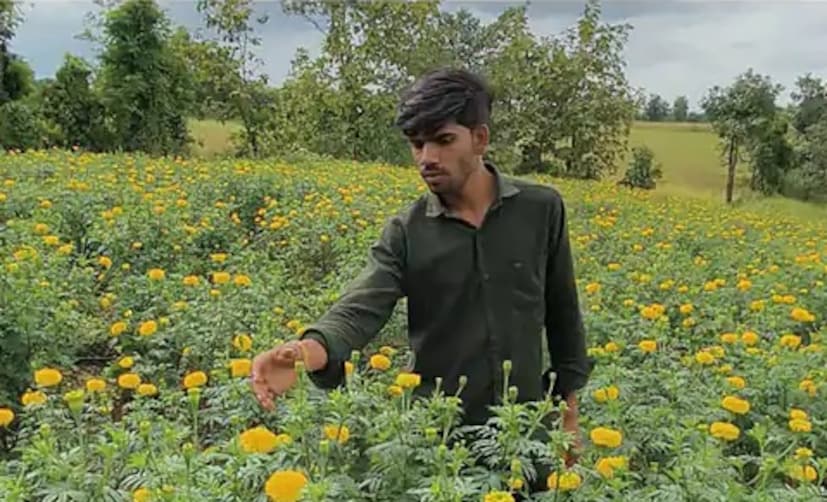 सुनील वर्षभर एक एकर जमिनीवर फुलांचे उत्पादन घेतात आणि उर्वरित जमिनीत टरबूज, काकडी यांसारख्या भाज्यांचे पीक घेतात. मात्र, नवरात्री, दसरा आणि दिवाळी यांसारख्या सणांच्या पार्श्वभूमीवर ते फुलांच्या शेतीत वाढ करतात. उत्सवांच्या काळात चांगला नफा मिळावा यासाठी ते नवरात्रीपूर्वी सुमारे तीन एकरवर झेंडूची लागवड करतात. सध्या त्यांची फुले खरगोन, बडवानी, इंदूरसह महाराष्ट्रातही नियमितपणे पुरवली जातात. फक्त खरगोन जिल्हा मुख्यालयात ते दररोज ४० ते ५० किलो फुले पाठवतात.