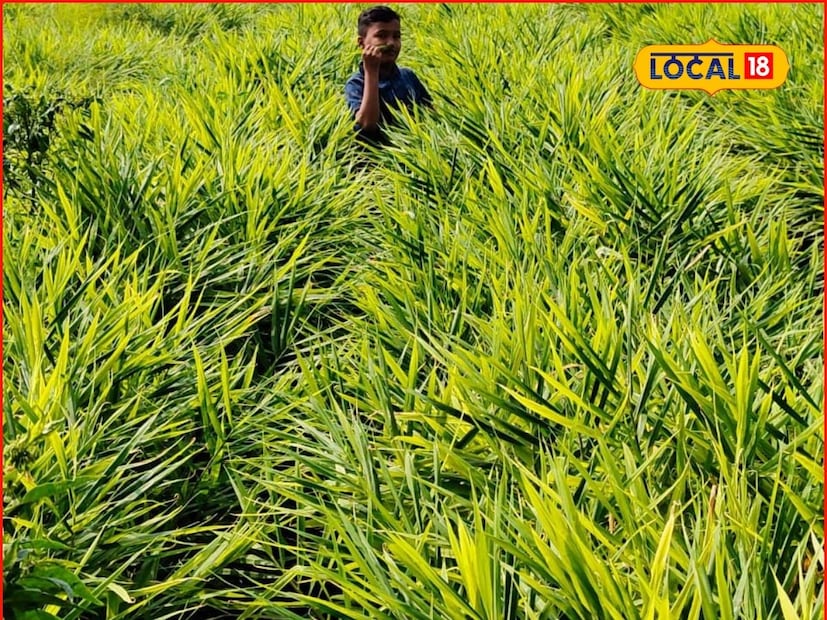 अद्रकीवर सुरुवातीच्या स्टेजमध्ये आळी आणि करपा असे रोग येतात. या रोगांना अँटिबायोटिक किंवा बुरशीनाशक घेऊन नियंत्रण मिळवता येते. अद्रकीमध्ये सड रोग हा एक महत्त्वाचा रोग आहे. त्यासाठी ते जैविक ट्रायकोडर्मा आणि कृषी विद्यापीठाने सल्ला दिलेली औषधे वापरतात.